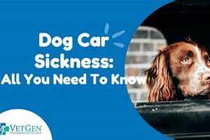 Signs Your Dog Has Car Sickness: A Guide My Caring Dog – Tips, Stories, and Care Guides for Loving Pet Owners Signs Your Dog Has Car Sickness: A Guide | My Caring Dog – Tips, Stories, and Care Guides for Loving Pet Owners