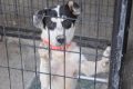 Adopt Loving Dogs at Leon County Animal Shelter My Caring Dog – Tips, Stories, and Care Guides for Loving Pet Owners Adopt Loving Dogs at Leon County Animal Shelter | My Caring Dog – Tips, Stories, and Care Guides for Loving Pet Owners