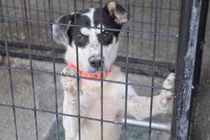 Adopt Loving Dogs at Leon County Animal Shelter My Caring Dog – Tips, Stories, and Care Guides for Loving Pet Owners Adopt Loving Dogs at Leon County Animal Shelter | My Caring Dog – Tips, Stories, and Care Guides for Loving Pet Owners