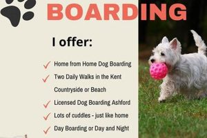 Best Dog Day Care in Ashford, Kent | Top Kennels My Caring Dog – Tips, Stories, and Care Guides for Loving Pet Owners Best Dog Day Care in Ashford, Kent | Top Kennels | My Caring Dog – Tips, Stories, and Care Guides for Loving Pet Owners
