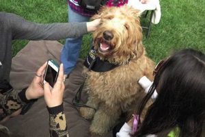 Top Santa Barbara Dog Day Care & Boarding My Caring Dog – Tips, Stories, and Care Guides for Loving Pet Owners Top Santa Barbara Dog Day Care & Boarding | My Caring Dog – Tips, Stories, and Care Guides for Loving Pet Owners