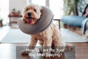 Dog Spay Aftercare: Tips for Recovery My Caring Dog – Tips, Stories, and Care Guides for Loving Pet Owners Dog Spay Aftercare: Tips for Recovery | My Caring Dog – Tips, Stories, and Care Guides for Loving Pet Owners