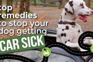 Prevent Dog Car Motion Sickness: Tips & Tricks My Caring Dog – Tips, Stories, and Care Guides for Loving Pet Owners Prevent Dog Car Motion Sickness: Tips & Tricks | My Caring Dog – Tips, Stories, and Care Guides for Loving Pet Owners