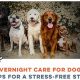 Dog Overnight Care | My Caring Dog – Tips, Stories, and Care Guides for Loving Pet Owners