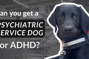 Trained ADHD Service Dogs for Sale & Adoption My Caring Dog – Tips, Stories, and Care Guides for Loving Pet Owners Trained ADHD Service Dogs for Sale & Adoption | My Caring Dog – Tips, Stories, and Care Guides for Loving Pet Owners
