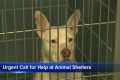 Adopt a Dog in Chicago: Animal Shelter Guide | My Caring Dog – Tips, Stories, and Care Guides for Loving Pet Owners