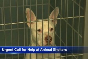 Adopt a Dog in Chicago: Animal Shelter Guide My Caring Dog – Tips, Stories, and Care Guides for Loving Pet Owners Adopt a Dog in Chicago: Animal Shelter Guide | My Caring Dog – Tips, Stories, and Care Guides for Loving Pet Owners