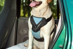 Best Dog Seat Belts for Cars: Safe Travel Guide My Caring Dog – Tips, Stories, and Care Guides for Loving Pet Owners Best Dog Seat Belts for Cars: Safe Travel Guide | My Caring Dog – Tips, Stories, and Care Guides for Loving Pet Owners