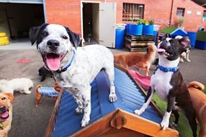 Best Dog Day Care in Perth WA | Top Kennels My Caring Dog – Tips, Stories, and Care Guides for Loving Pet Owners Best Dog Day Care in Perth WA | Top Kennels | My Caring Dog – Tips, Stories, and Care Guides for Loving Pet Owners