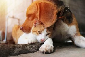Cat vs. Dog: Easiest Pet to Care For? My Caring Dog – Tips, Stories, and Care Guides for Loving Pet Owners Cat vs. Dog: Easiest Pet to Care For? | My Caring Dog – Tips, Stories, and Care Guides for Loving Pet Owners