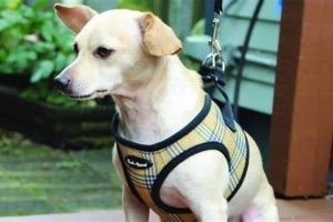 Best Velcro Dog Car Harnesses for Safe Travel My Caring Dog – Tips, Stories, and Care Guides for Loving Pet Owners Best Velcro Dog Car Harnesses for Safe Travel | My Caring Dog – Tips, Stories, and Care Guides for Loving Pet Owners