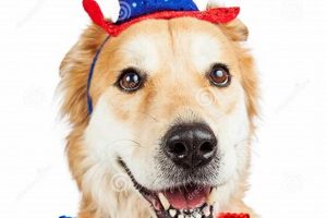Training for a Truly Independent Car Dog My Caring Dog – Tips, Stories, and Care Guides for Loving Pet Owners Training for a Truly Independent Car Dog | My Caring Dog – Tips, Stories, and Care Guides for Loving Pet Owners