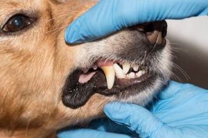 Get Affordable Dog Dental Care Tips & Tricks | My Caring Dog – Tips, Stories, and Care Guides for Loving Pet Owners