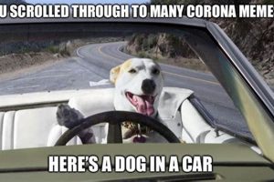 Funny Dog in Car Meme Pictures & Videos My Caring Dog – Tips, Stories, and Care Guides for Loving Pet Owners Funny Dog in Car Meme Pictures & Videos | My Caring Dog – Tips, Stories, and Care Guides for Loving Pet Owners