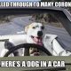 Funny Dog in Car Meme Pictures &amp; Videos | My Caring Dog – Tips, Stories, and Care Guides for Loving Pet Owners