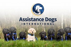Service Dog Organizations Near Me My Caring Dog – Tips, Stories, and Care Guides for Loving Pet Owners Service Dog Organizations Near Me | My Caring Dog – Tips, Stories, and Care Guides for Loving Pet Owners