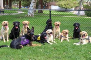 Best Guide Dogs of America: Top Canine Companions My Caring Dog – Tips, Stories, and Care Guides for Loving Pet Owners Best Guide Dogs of America: Top Canine Companions | My Caring Dog – Tips, Stories, and Care Guides for Loving Pet Owners