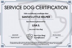 Best Service Dog Training Certificate Programs My Caring Dog – Tips, Stories, and Care Guides for Loving Pet Owners Best Service Dog Training Certificate Programs | My Caring Dog – Tips, Stories, and Care Guides for Loving Pet Owners
