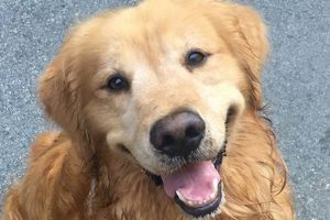 The Alpha Dog Pet Care Guide for Happy Dogs My Caring Dog – Tips, Stories, and Care Guides for Loving Pet Owners The Alpha Dog Pet Care Guide for Happy Dogs | My Caring Dog – Tips, Stories, and Care Guides for Loving Pet Owners