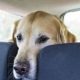 Dog Car Sickness: Dramamine Dosage Guide | My Caring Dog – Tips, Stories, and Care Guides for Loving Pet Owners