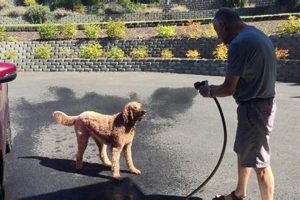 Become the Top Dog Car Wash in Your City My Caring Dog – Tips, Stories, and Care Guides for Loving Pet Owners Become the Top Dog Car Wash in Your City | My Caring Dog – Tips, Stories, and Care Guides for Loving Pet Owners