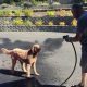 Become the Top Dog Car Wash in Your City | My Caring Dog – Tips, Stories, and Care Guides for Loving Pet Owners