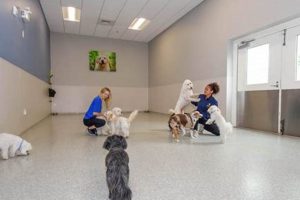 Top Dog Day Care in Mt Pleasant SC: Find the Best My Caring Dog – Tips, Stories, and Care Guides for Loving Pet Owners Top Dog Day Care in Mt Pleasant SC: Find the Best | My Caring Dog – Tips, Stories, and Care Guides for Loving Pet Owners