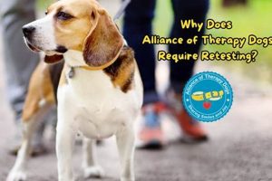 Certified Therapy Dogs, Inc.: Comfort for Car Rides My Caring Dog – Tips, Stories, and Care Guides for Loving Pet Owners Certified Therapy Dogs, Inc.: Comfort for Car Rides | My Caring Dog – Tips, Stories, and Care Guides for Loving Pet Owners