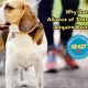 Certified Therapy Dogs, Inc.: Comfort for Car Rides | My Caring Dog – Tips, Stories, and Care Guides for Loving Pet Owners