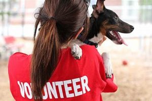 Become a Dog Care Volunteer Today! My Caring Dog – Tips, Stories, and Care Guides for Loving Pet Owners Become a Dog Care Volunteer Today! | My Caring Dog – Tips, Stories, and Care Guides for Loving Pet Owners
