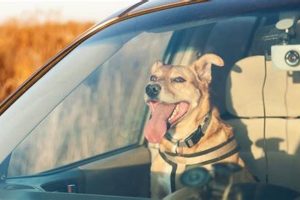 Dog Car Safety: Front Seat Dangers & Tips My Caring Dog – Tips, Stories, and Care Guides for Loving Pet Owners Dog Car Safety: Front Seat Dangers & Tips | My Caring Dog – Tips, Stories, and Care Guides for Loving Pet Owners