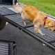 Best Dog Car Ramps on Amazon: Buyer's Guide | My Caring Dog – Tips, Stories, and Care Guides for Loving Pet Owners