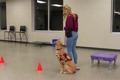 Top Service Dog Training Facilities & Centers My Caring Dog – Tips, Stories, and Care Guides for Loving Pet Owners Top Service Dog Training Facilities & Centers | My Caring Dog – Tips, Stories, and Care Guides for Loving Pet Owners
