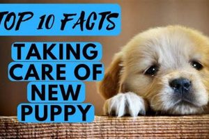 Puppy Care 101: Your Guide for a Happy Pup My Caring Dog – Tips, Stories, and Care Guides for Loving Pet Owners Puppy Care 101: Your Guide for a Happy Pup | My Caring Dog – Tips, Stories, and Care Guides for Loving Pet Owners