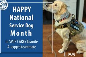 Best Cares Inc. Service Dogs for Independence My Caring Dog – Tips, Stories, and Care Guides for Loving Pet Owners Best Cares Inc. Service Dogs for Independence | My Caring Dog – Tips, Stories, and Care Guides for Loving Pet Owners