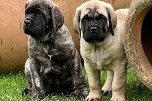 Top Mastiff News & Breed Updates My Caring Dog – Tips, Stories, and Care Guides for Loving Pet Owners Top Mastiff News & Breed Updates | My Caring Dog – Tips, Stories, and Care Guides for Loving Pet Owners
