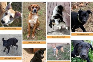 Find Adoptable Dogs: Because You Care My Caring Dog – Tips, Stories, and Care Guides for Loving Pet Owners Find Adoptable Dogs: Because You Care | My Caring Dog – Tips, Stories, and Care Guides for Loving Pet Owners
