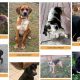 Find Adoptable Dogs: Because You Care | My Caring Dog – Tips, Stories, and Care Guides for Loving Pet Owners