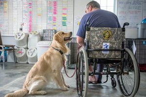 Reliable Dog As A Service: Top Guide | My Caring Dog – Tips, Stories, and Care Guides for Loving Pet Owners