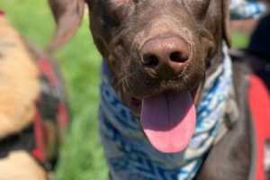 Car Dogs Doing Good: Heroic Hounds My Caring Dog – Tips, Stories, and Care Guides for Loving Pet Owners Car Dogs Doing Good: Heroic Hounds | My Caring Dog – Tips, Stories, and Care Guides for Loving Pet Owners