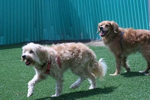 Top Dog Day Care in Glendale, AZ My Caring Dog – Tips, Stories, and Care Guides for Loving Pet Owners Top Dog Day Care in Glendale, AZ | My Caring Dog – Tips, Stories, and Care Guides for Loving Pet Owners