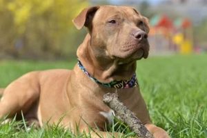 Ultimate Guide to Pitbull Dog Care & Training My Caring Dog – Tips, Stories, and Care Guides for Loving Pet Owners Ultimate Guide to Pitbull Dog Care & Training | My Caring Dog – Tips, Stories, and Care Guides for Loving Pet Owners