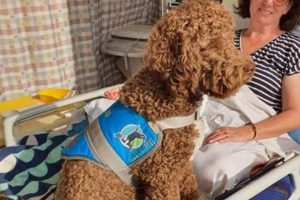 Trained Therapy Puppies: Car Companions My Caring Dog – Tips, Stories, and Care Guides for Loving Pet Owners Trained Therapy Puppies: Car Companions | My Caring Dog – Tips, Stories, and Care Guides for Loving Pet Owners
