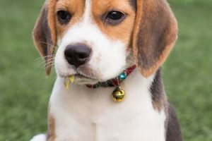 Complete Beagle Dog Care Guide My Caring Dog – Tips, Stories, and Care Guides for Loving Pet Owners Complete Beagle Dog Care Guide | My Caring Dog – Tips, Stories, and Care Guides for Loving Pet Owners