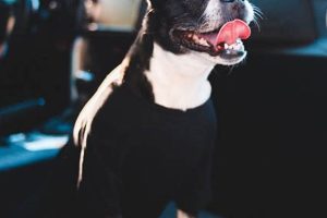 Dog Panting On Car Rides My Caring Dog – Tips, Stories, and Care Guides for Loving Pet Owners Dog Panting On Car Rides | My Caring Dog – Tips, Stories, and Care Guides for Loving Pet Owners
