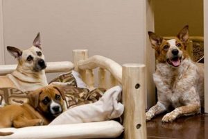 Best Dog Day Care in Costa Mesa, CA: Top Picks My Caring Dog – Tips, Stories, and Care Guides for Loving Pet Owners Best Dog Day Care in Costa Mesa, CA: Top Picks | My Caring Dog – Tips, Stories, and Care Guides for Loving Pet Owners