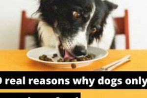 Dog Food Obsession: Why Do Dogs Seem to Only Care About Food? My Caring Dog – Tips, Stories, and Care Guides for Loving Pet Owners Dog Food Obsession: Why Do Dogs Seem to Only Care About Food? | My Caring Dog – Tips, Stories, and Care Guides for Loving Pet Owners