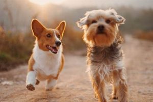 Shop Live Dog Car Accessories My Caring Dog – Tips, Stories, and Care Guides for Loving Pet Owners Shop Live Dog Car Accessories | My Caring Dog – Tips, Stories, and Care Guides for Loving Pet Owners