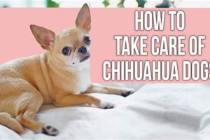 The Ultimate Guide to Chihuahua Care My Caring Dog – Tips, Stories, and Care Guides for Loving Pet Owners The Ultimate Guide to Chihuahua Care | My Caring Dog – Tips, Stories, and Care Guides for Loving Pet Owners