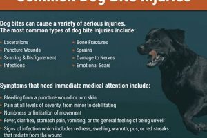 Dog Bite Urgent Care My Caring Dog – Tips, Stories, and Care Guides for Loving Pet Owners Dog Bite Urgent Care | My Caring Dog – Tips, Stories, and Care Guides for Loving Pet Owners